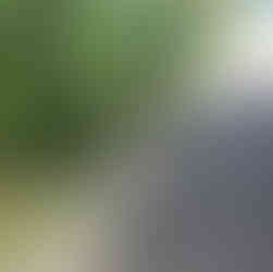 Hund geht an lockerer Leine spazieren und schnüffelt