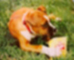 Boxer Welpe liegt auf der Wiese