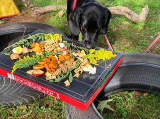 Nasenarbeit für Welpen
