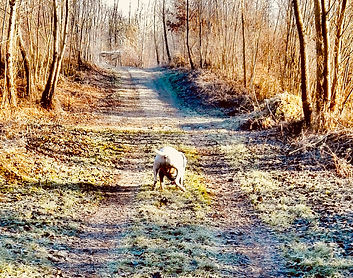 Hund bei der Fährtensuche im Wald