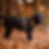 Schwarzer Labrador steht im Wald