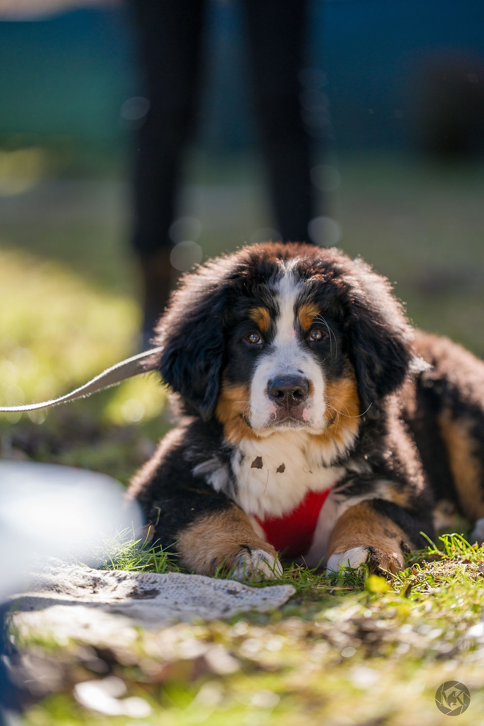 Welpe Berner Sennenhund in der Welpenschule Pfotenspitzengefühl in Tobelbad bei Graz