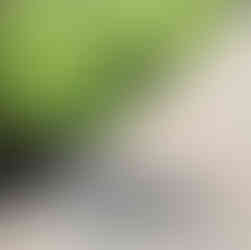 chwarzer Labrador geht im Park spazieren