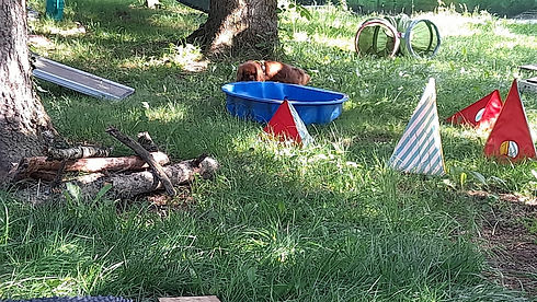 Kleiner Hund im Sensory Garden