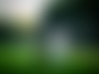 Leinenführigkeit und Nasenarbeit