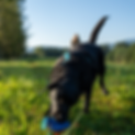 Black Lab apportiert Dummy