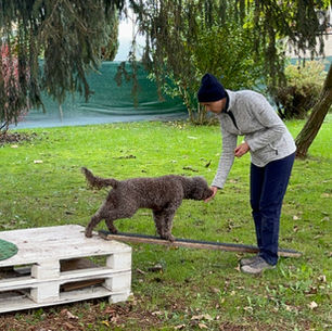 Hundetrainerin macht Übung zur sensorischen Integration mit Lagotto