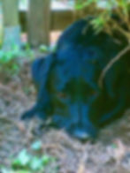 Schwarzer Labrador liegt