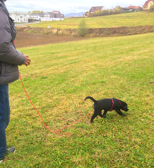 Luna als Welpe erster Ausflug St_edited.jpg