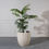 Thumbnail: FIBERCLAY PLANTER TONED BEIGE L 55X55X57CM