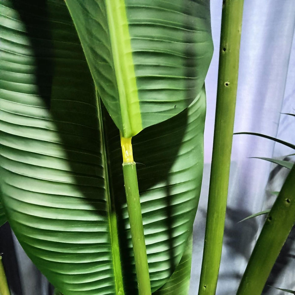 Thumbnail: Artificial Bird of Paradise Tree "Strelitzia Nicolais" Green 210 cm