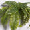 Thumbnail: ARTIFICIAL ROOT BOSTON FERN 52 CM