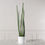 Thumbnail: ARTIFICIAL SNAKE PLANT "CYLINDRICA" GREEN 22X26X105 CM
