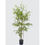 Thumbnail: Artificial Ficus Tree "Ginseng" Green 150 cm