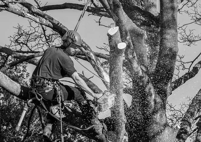 Black and white image of tree surgeon with green overlay