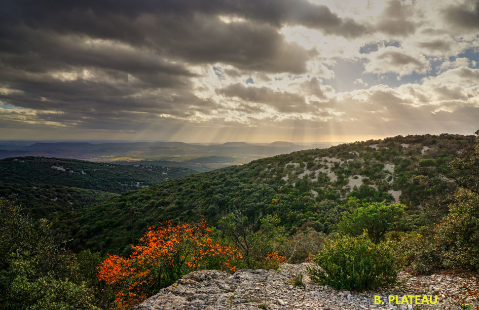 Sauve B Plateau copie.jpg