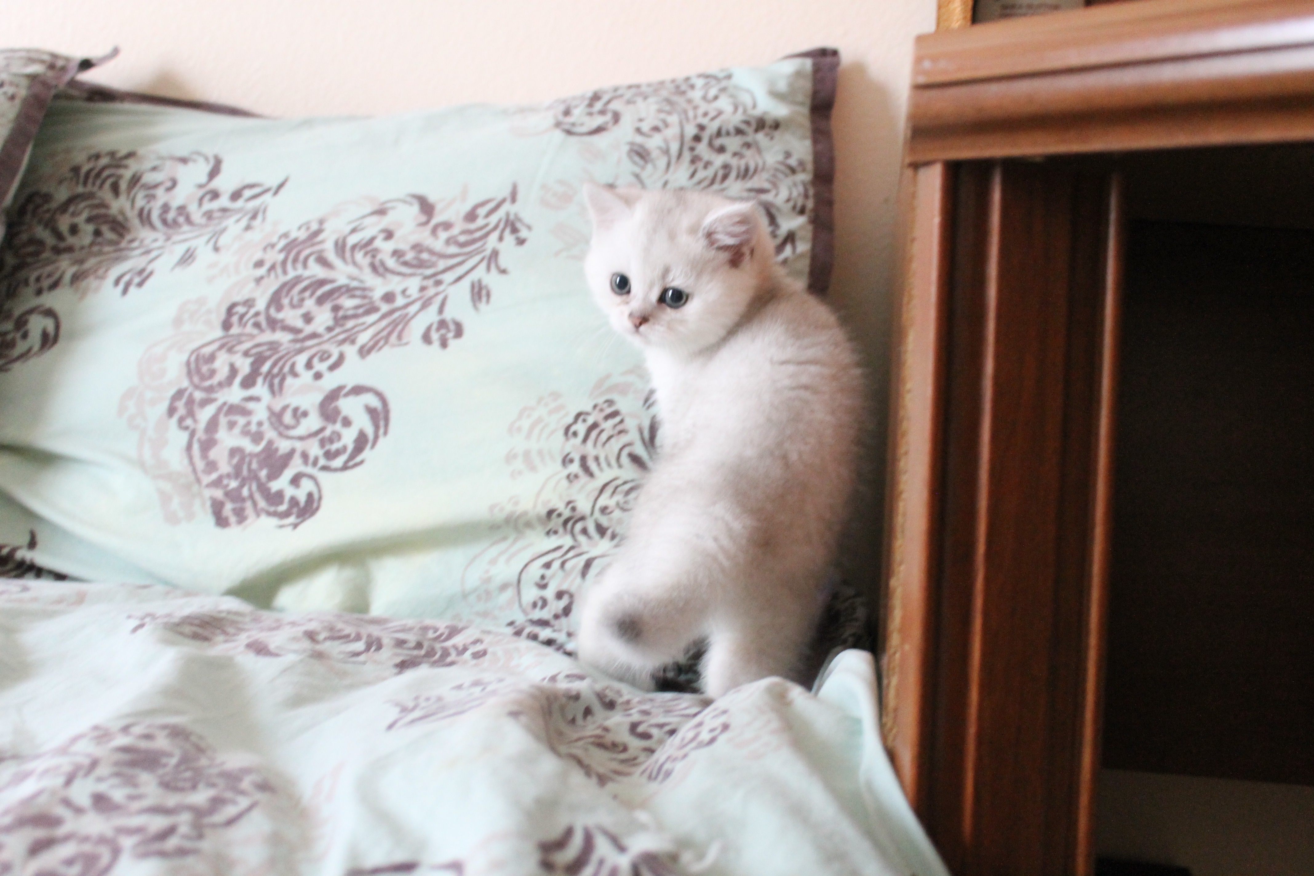 British Shorthair Feliland Cattery