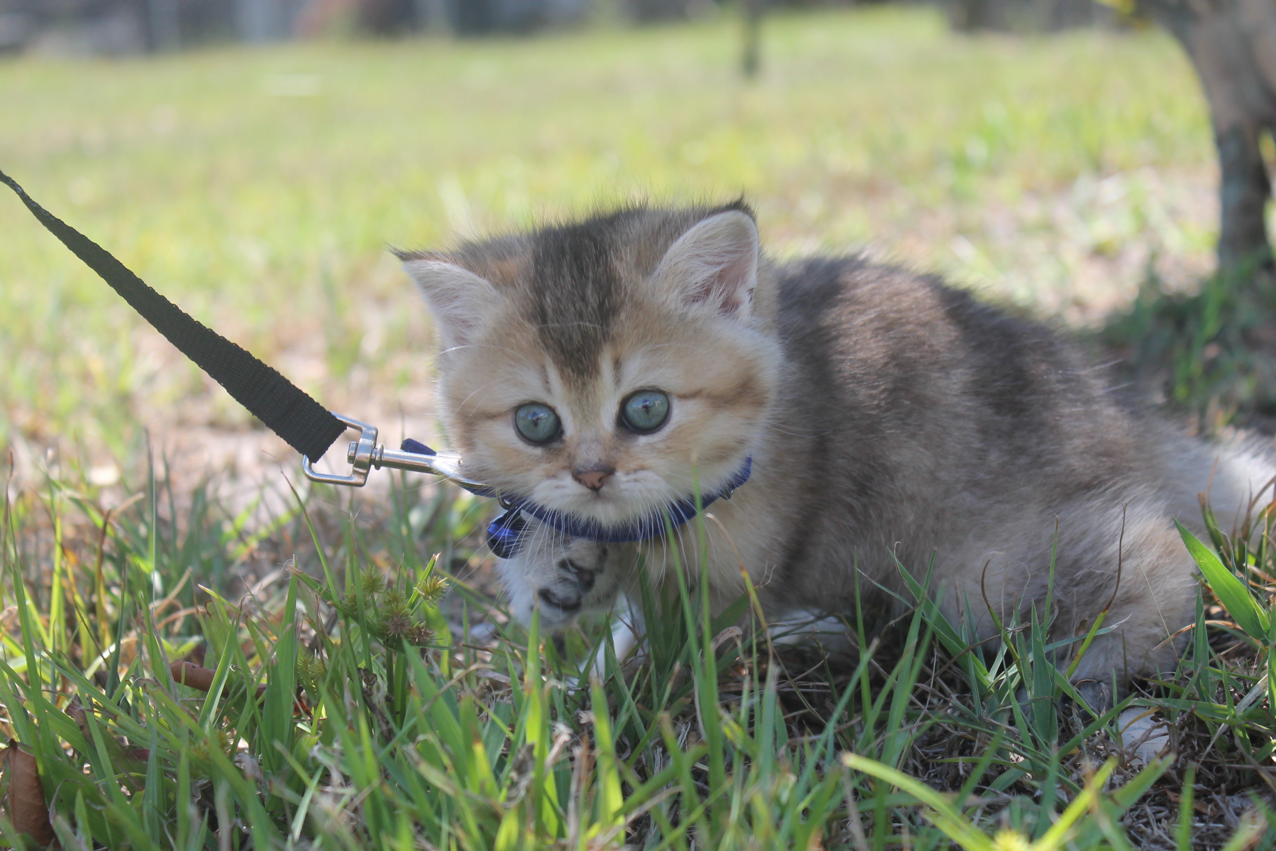 British Shorthair Feliland Cattery