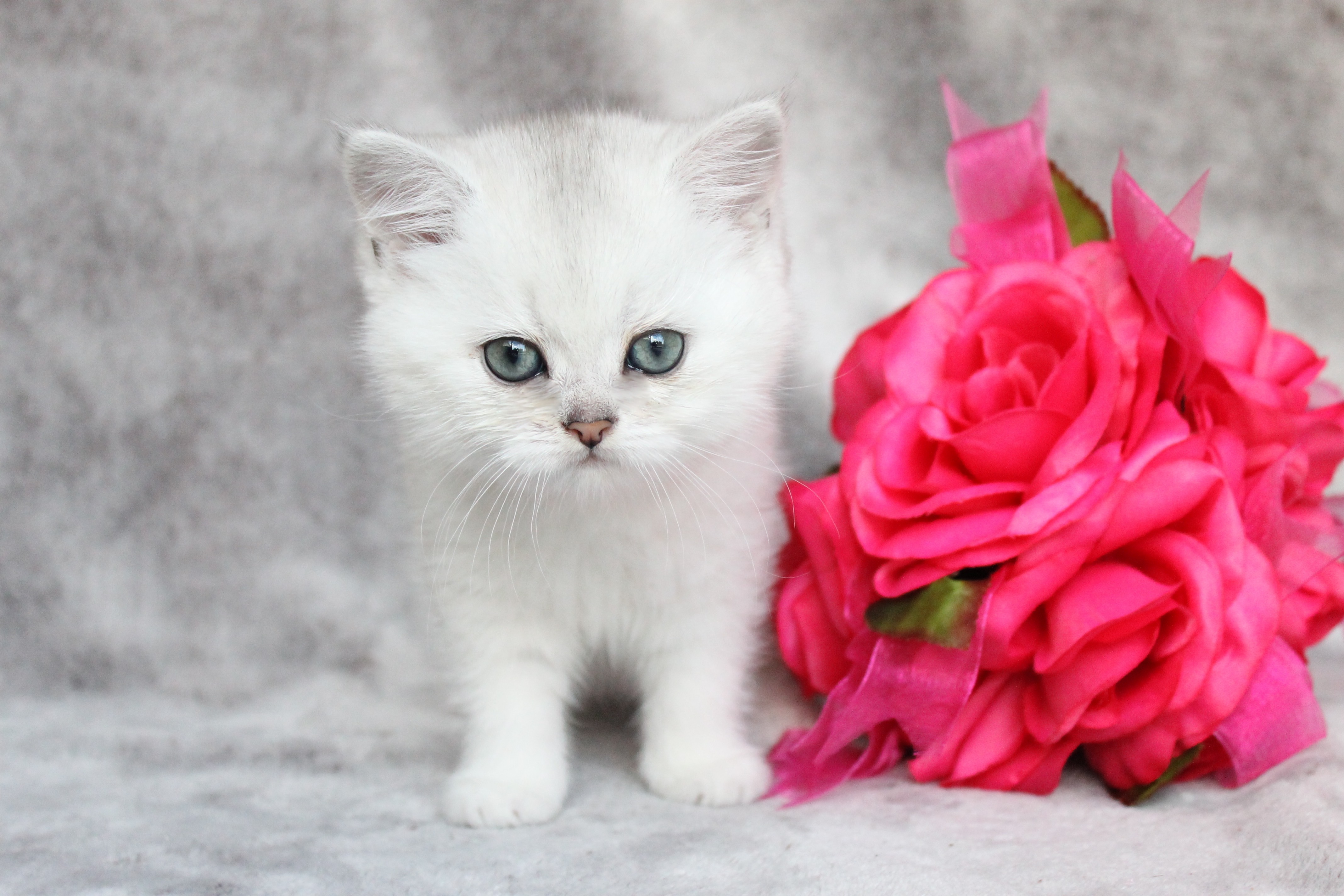 British Shorthair Feliland Cattery