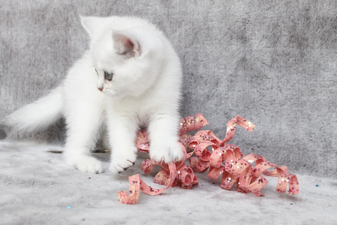 British Shorthair Feliland Cattery
