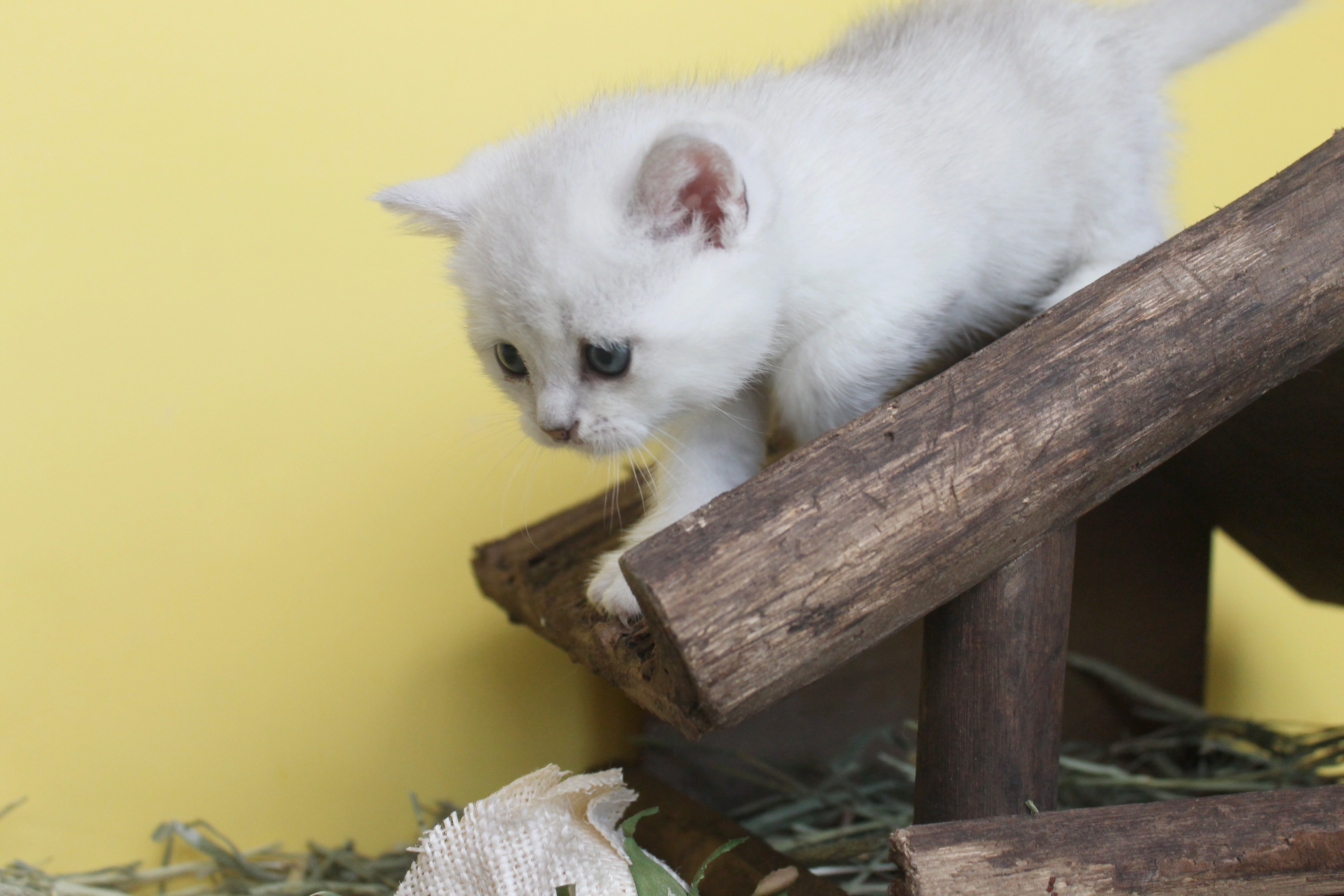 British Shorthair Feliland Cattery