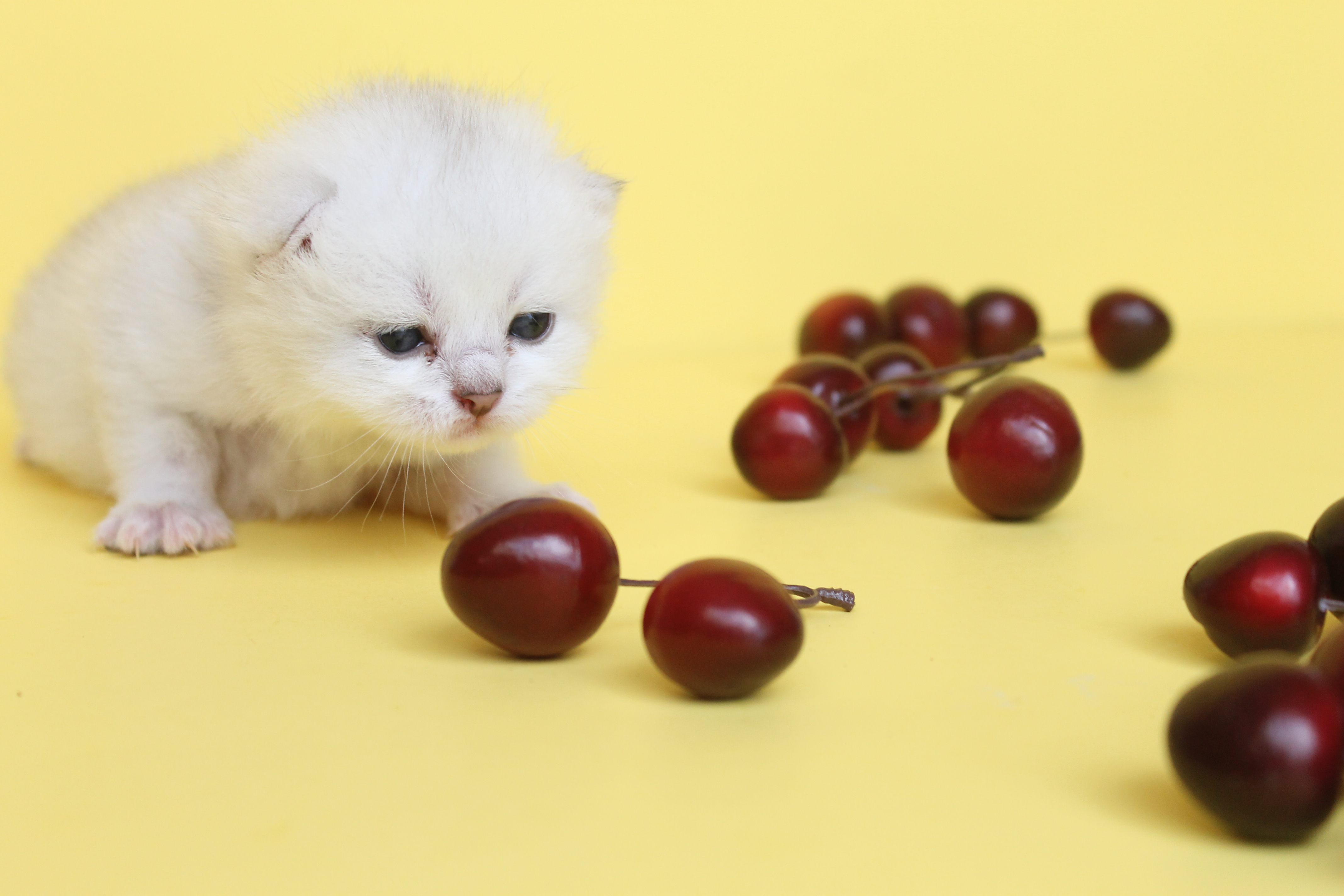 British Shorthair Feliland Cattery