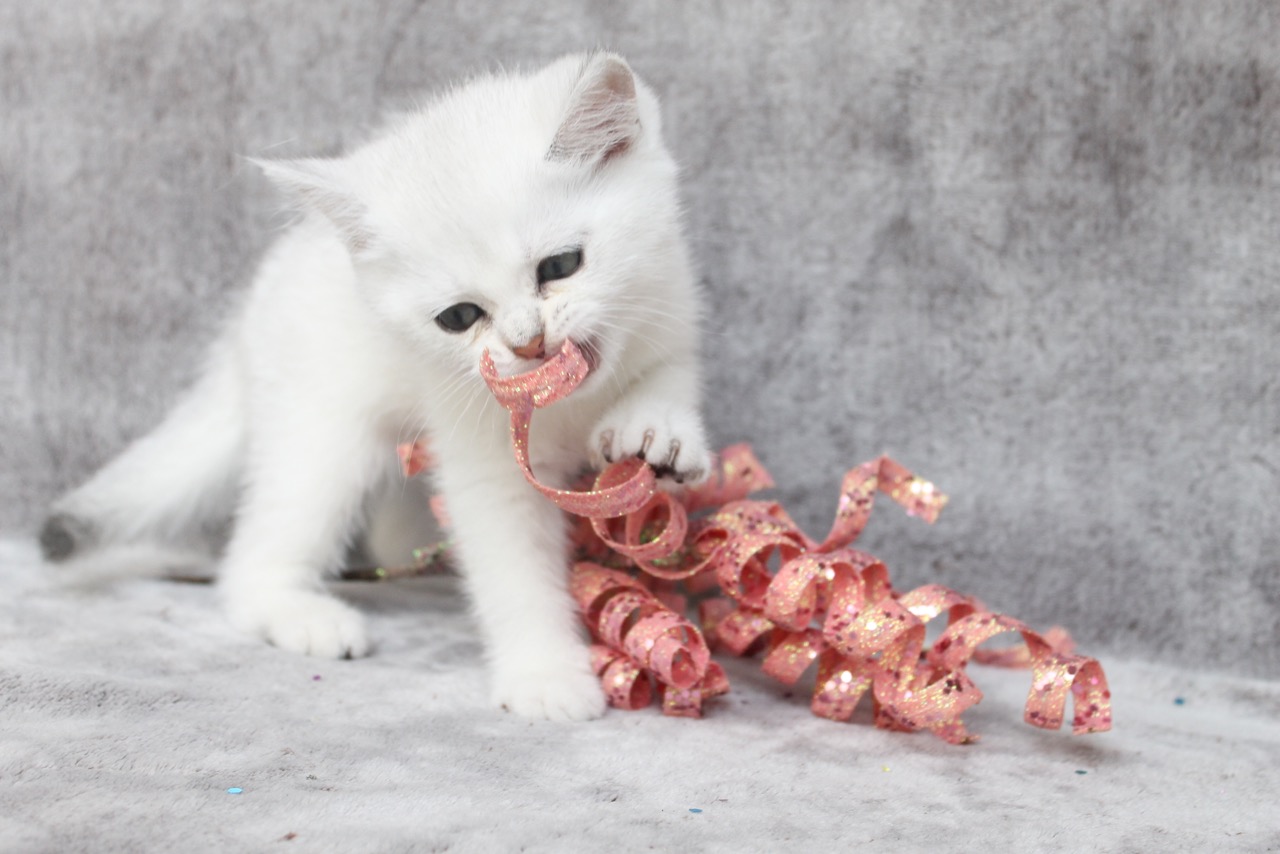 British Shorthair Feliland Cattery