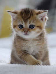British Shorthair kittens