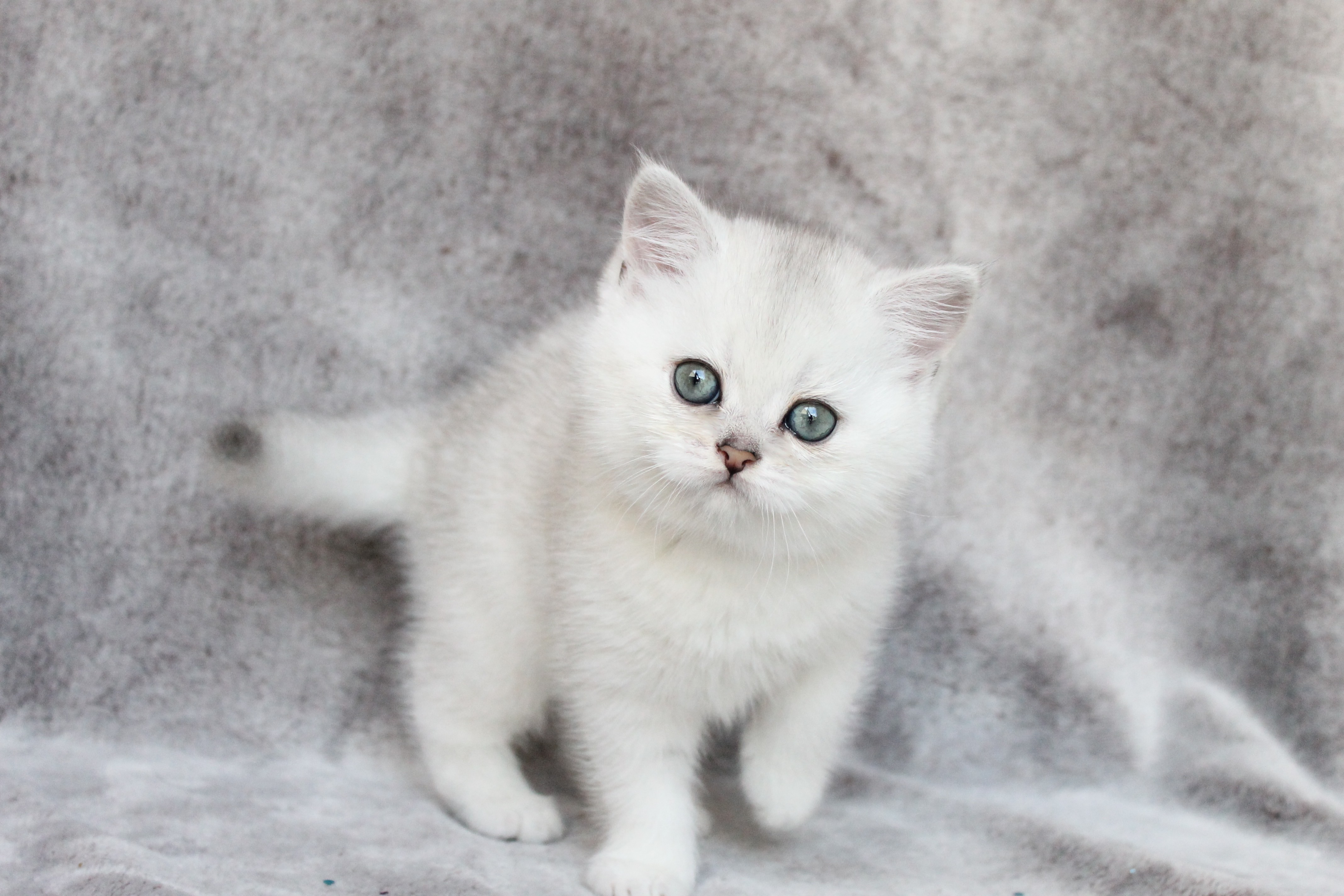 British Shorthair Feliland Cattery
