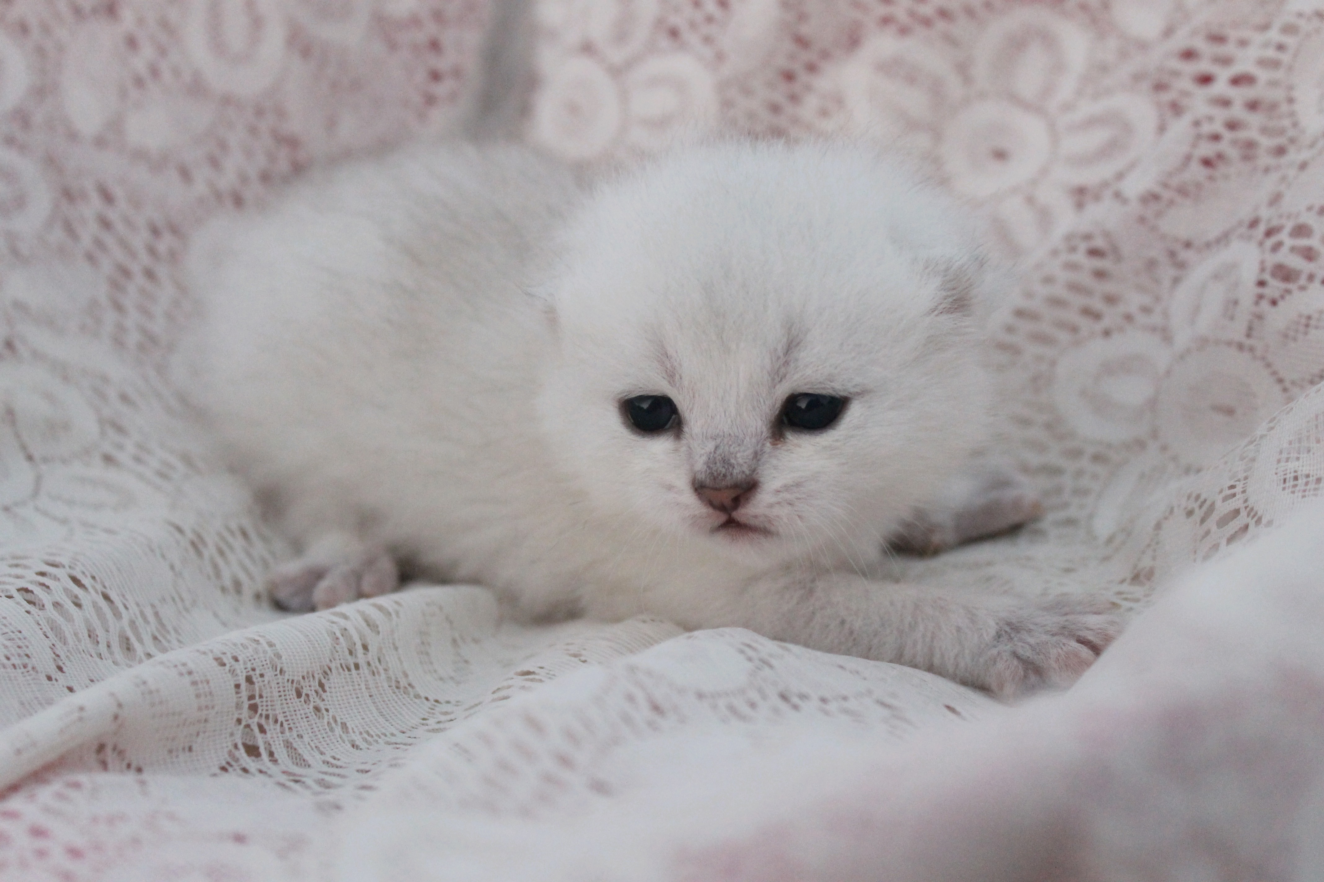 British Shorthair Feliland Cattery