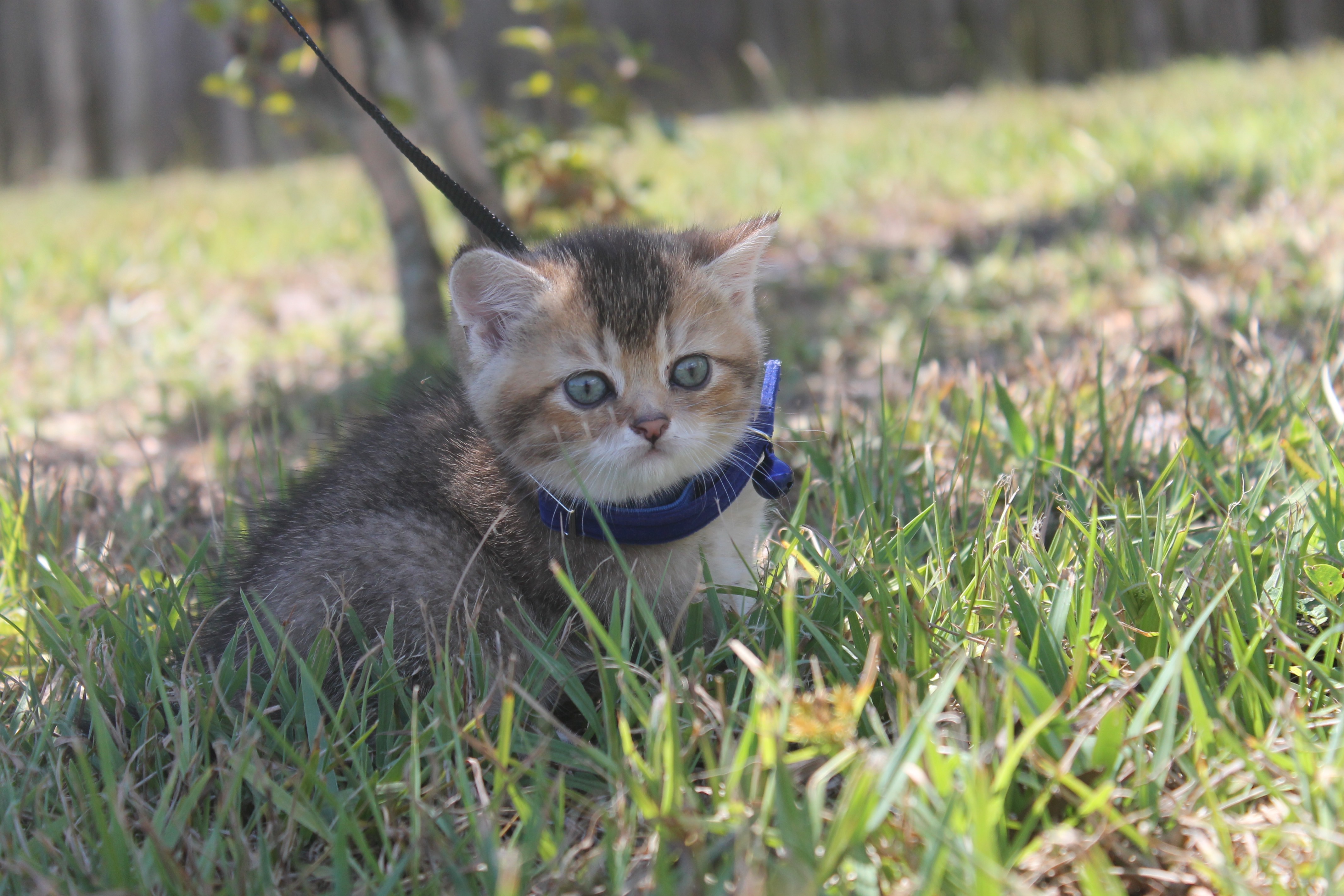 British Shorthair Feliland Cattery