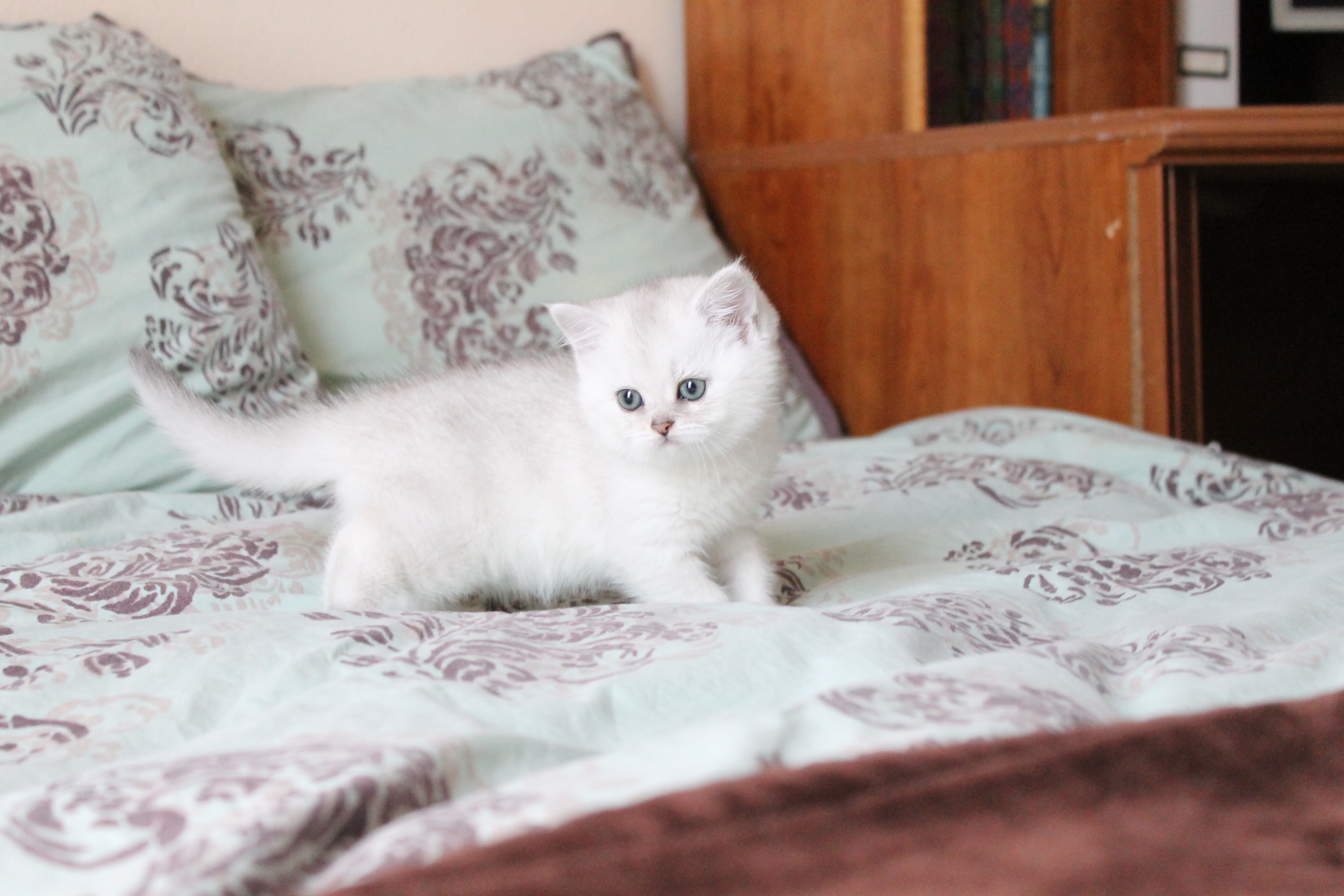British Shorthair Feliland Cattery