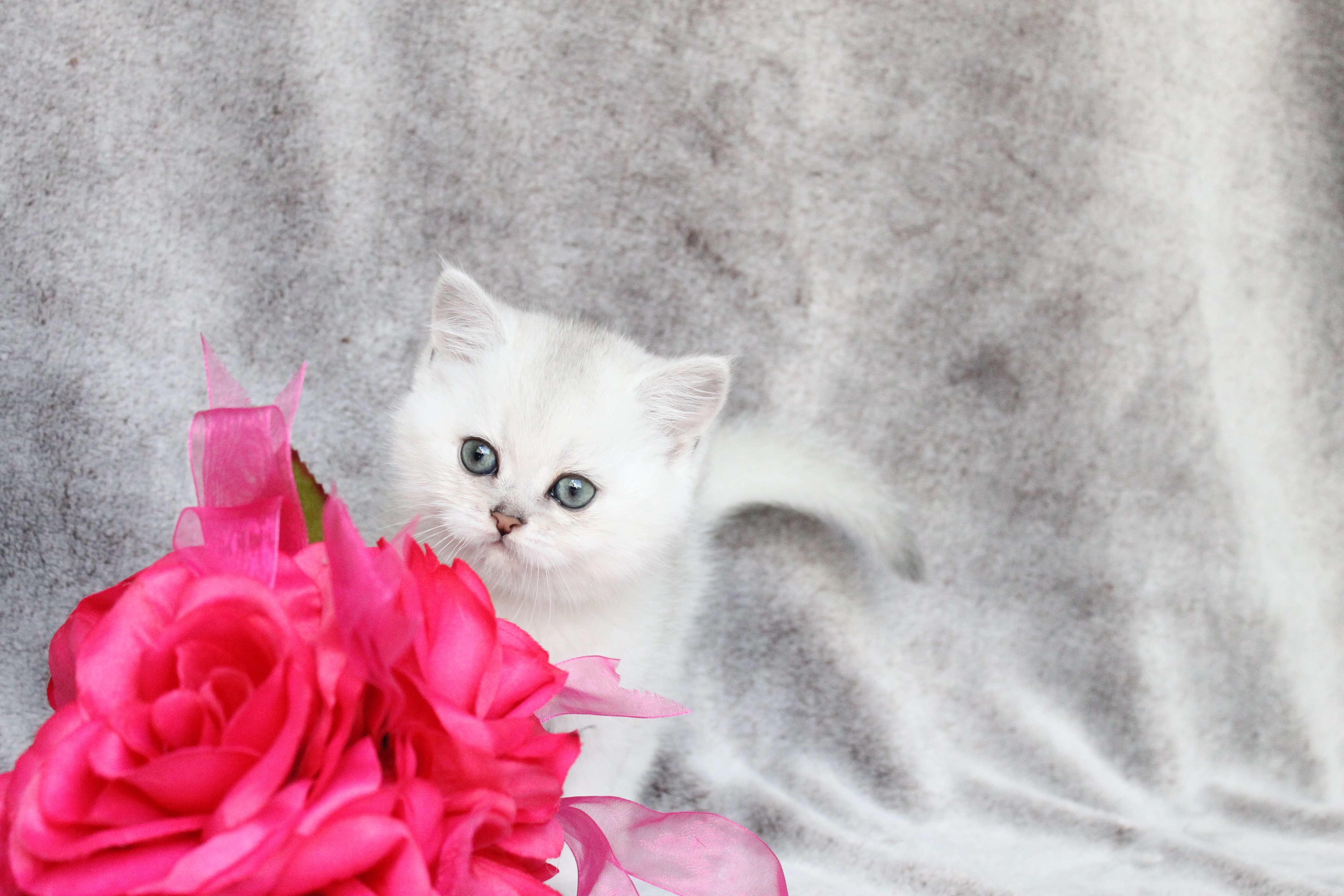 British Shorthair Feliland Cattery
