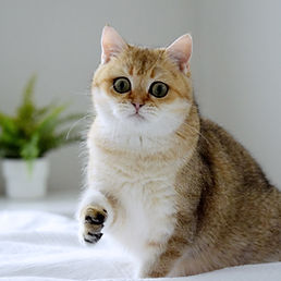 British Shorthair Black Golden Shaded