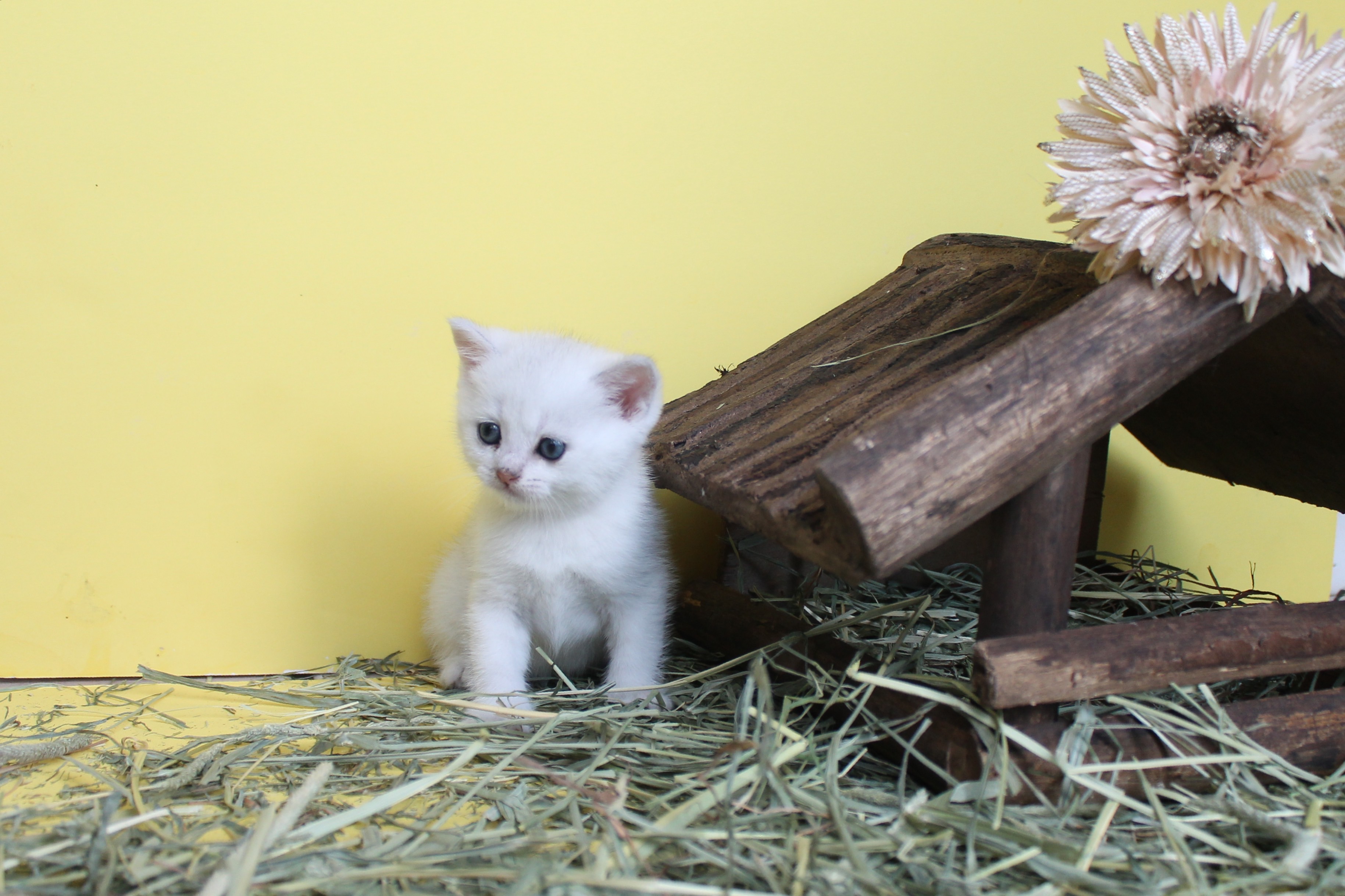 British Shorthair Feliland Cattery