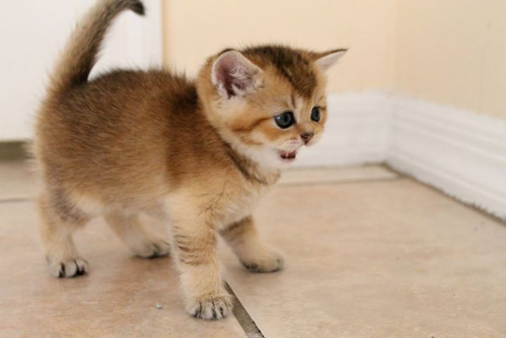 British Shorthair kittens Feliland