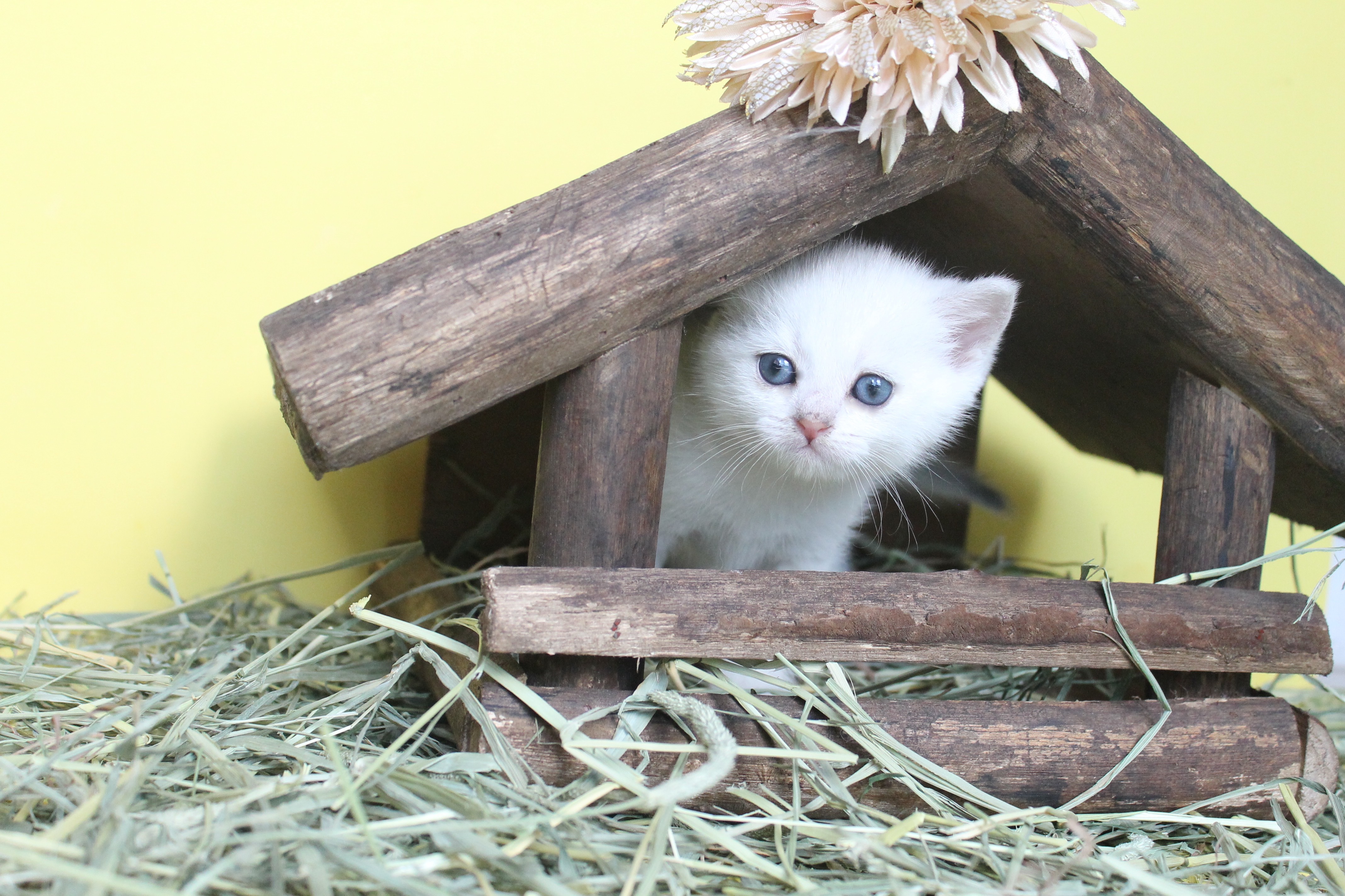 British Shorthair Feliland Cattery
