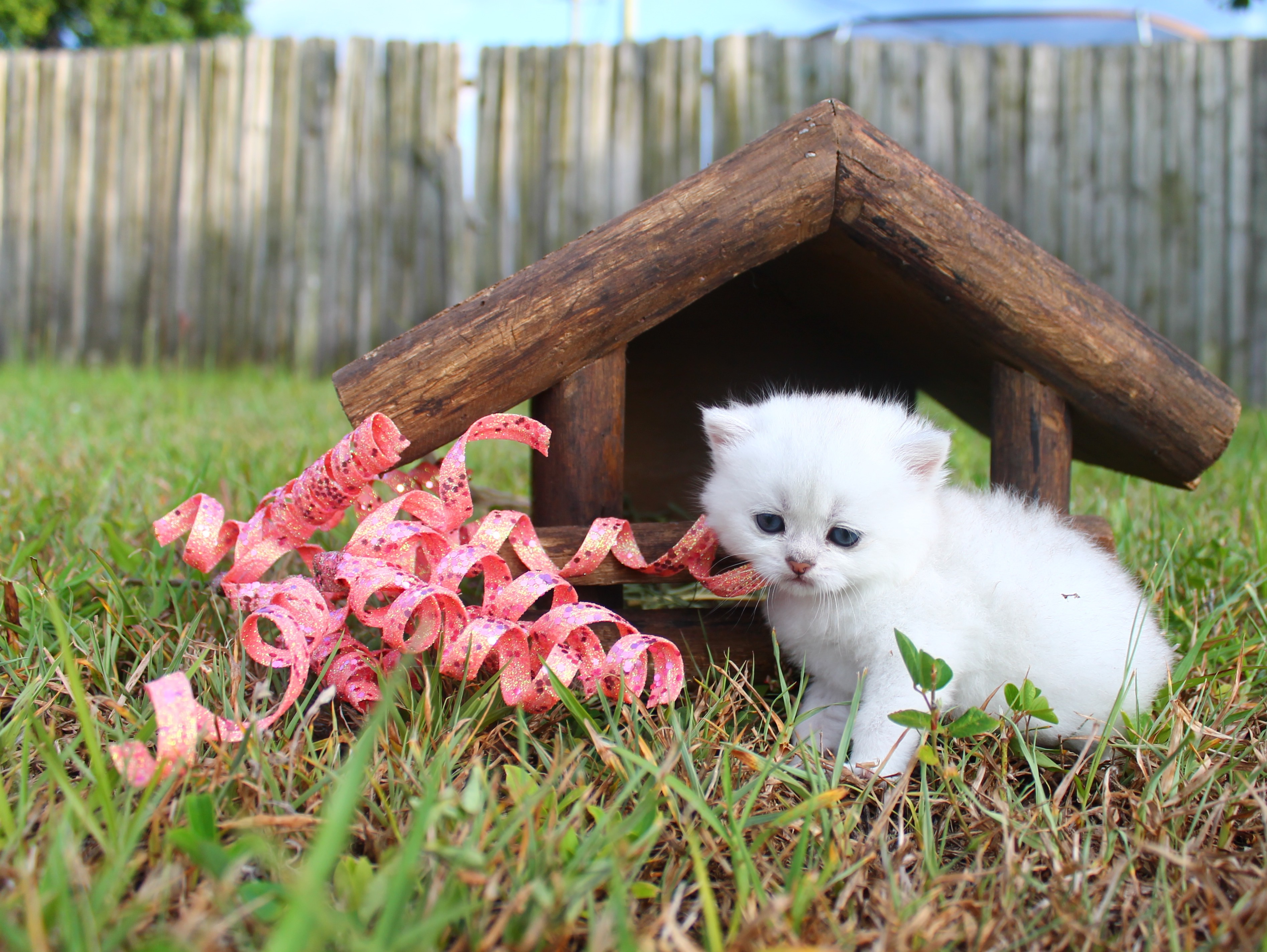 British Shorthair Feliland Cattery