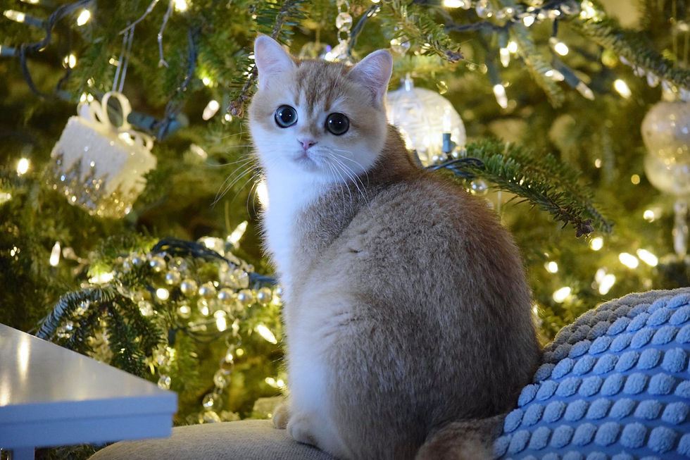 British Shorthair kittens Florida