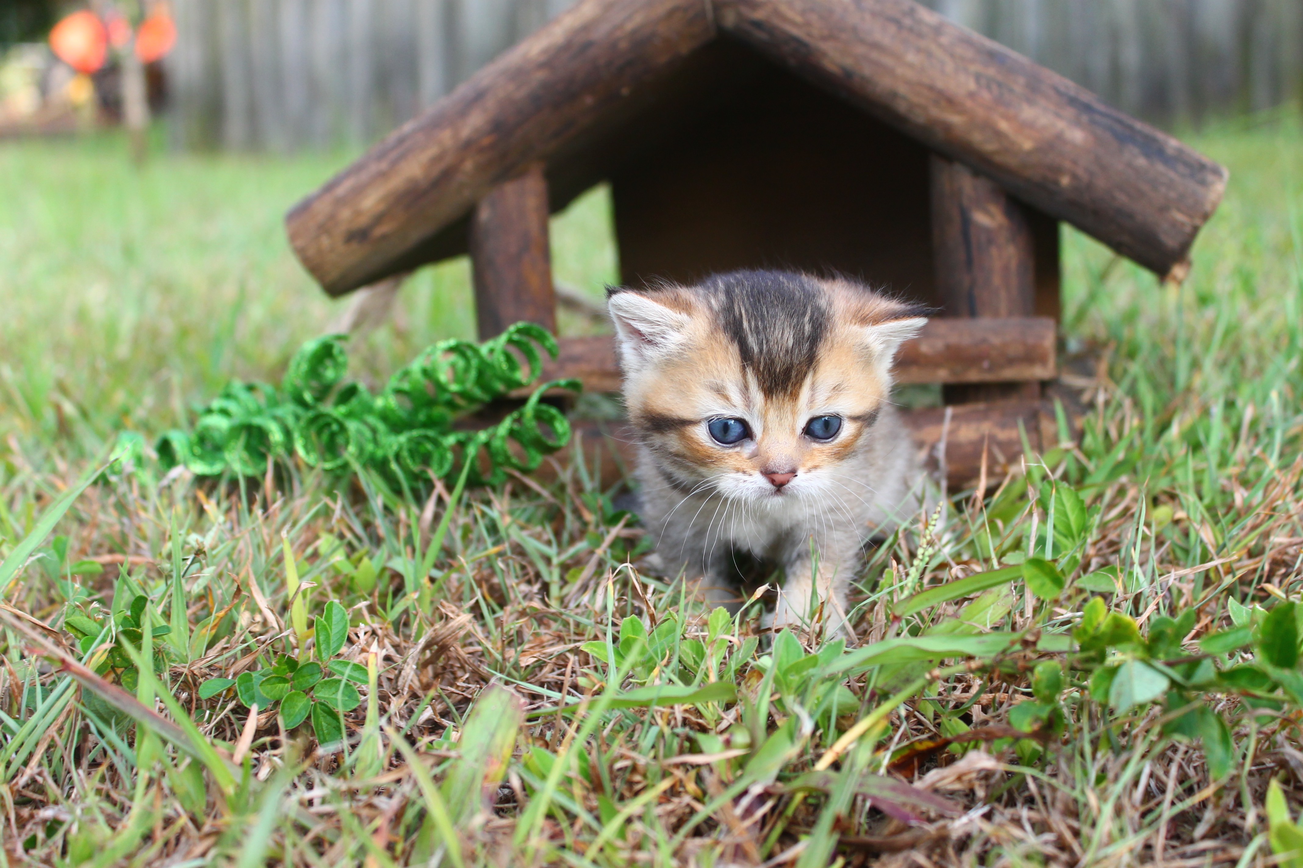 British Shorthair Feliland Cattery