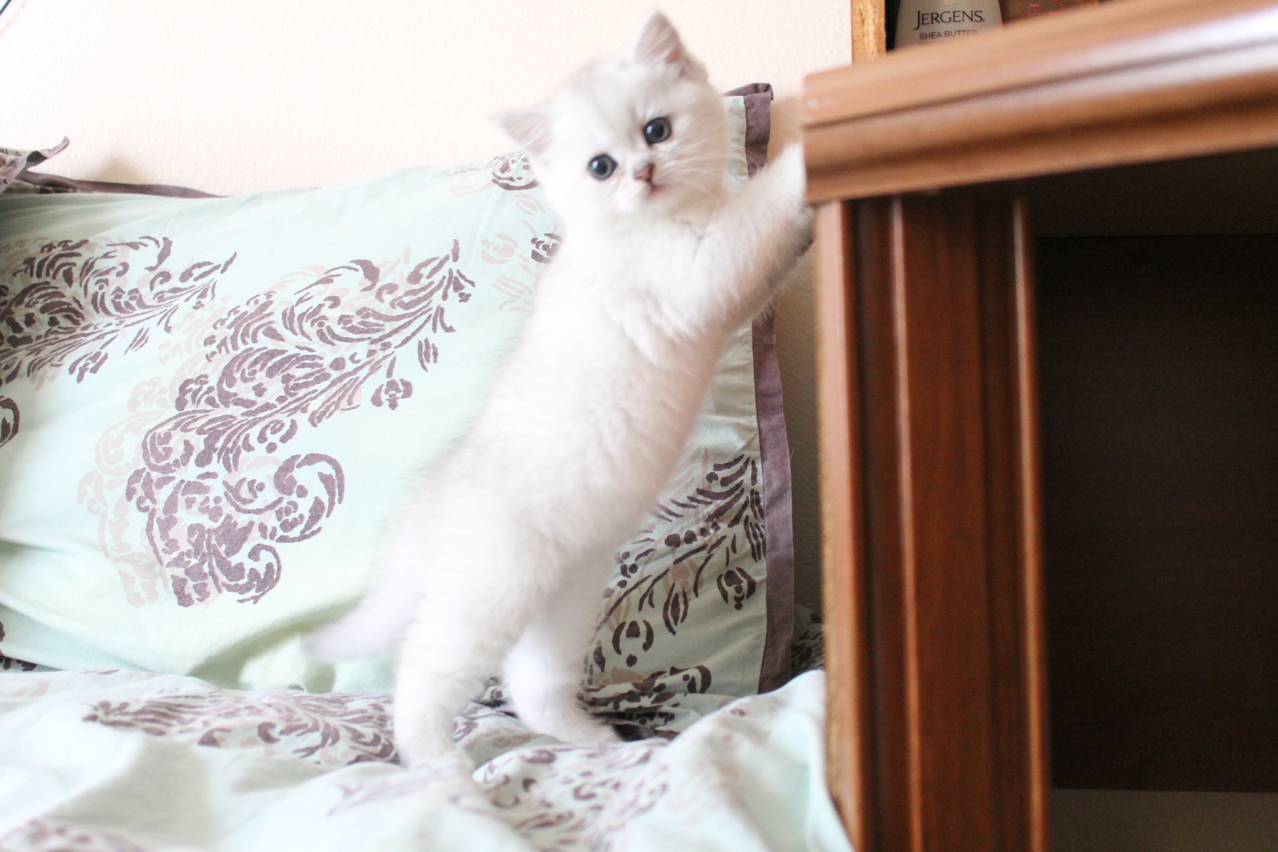 British Shorthair Feliland Cattery