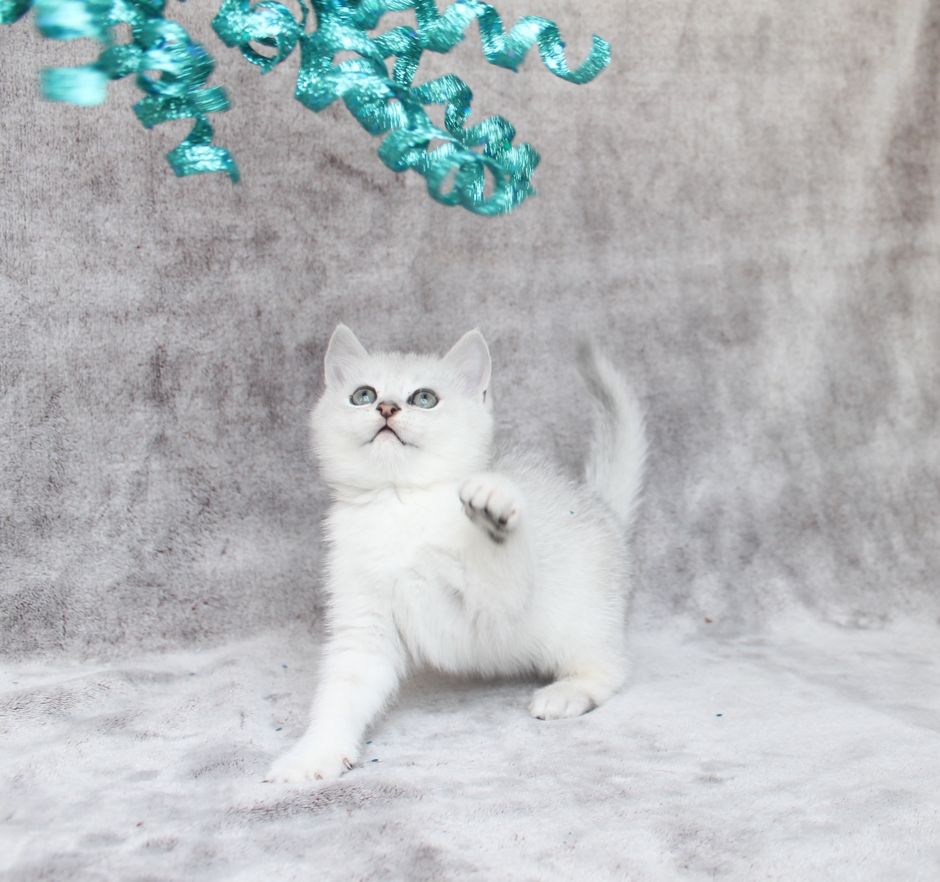 British Shorthair Feliland Cattery
