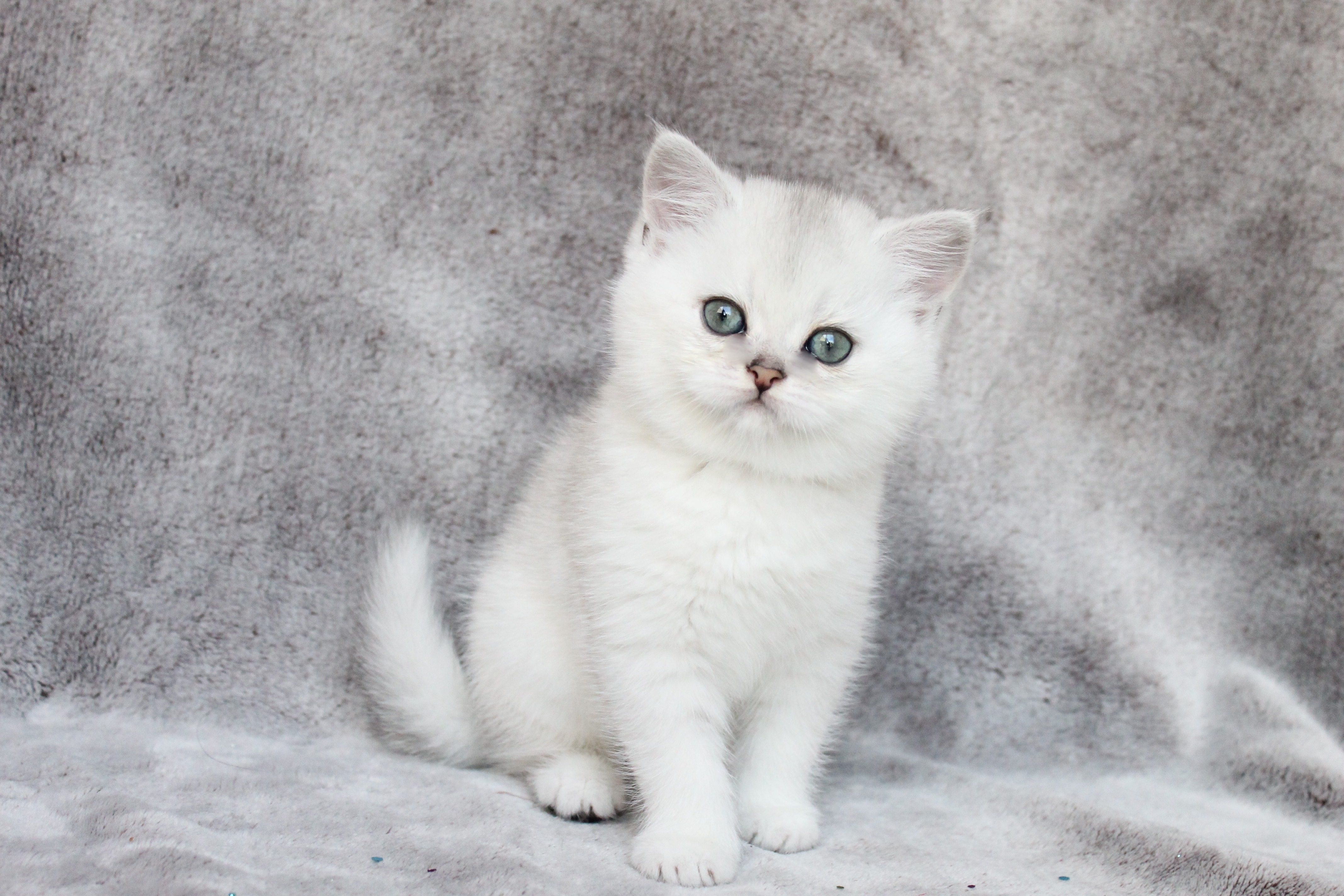 British Shorthair Feliland Cattery