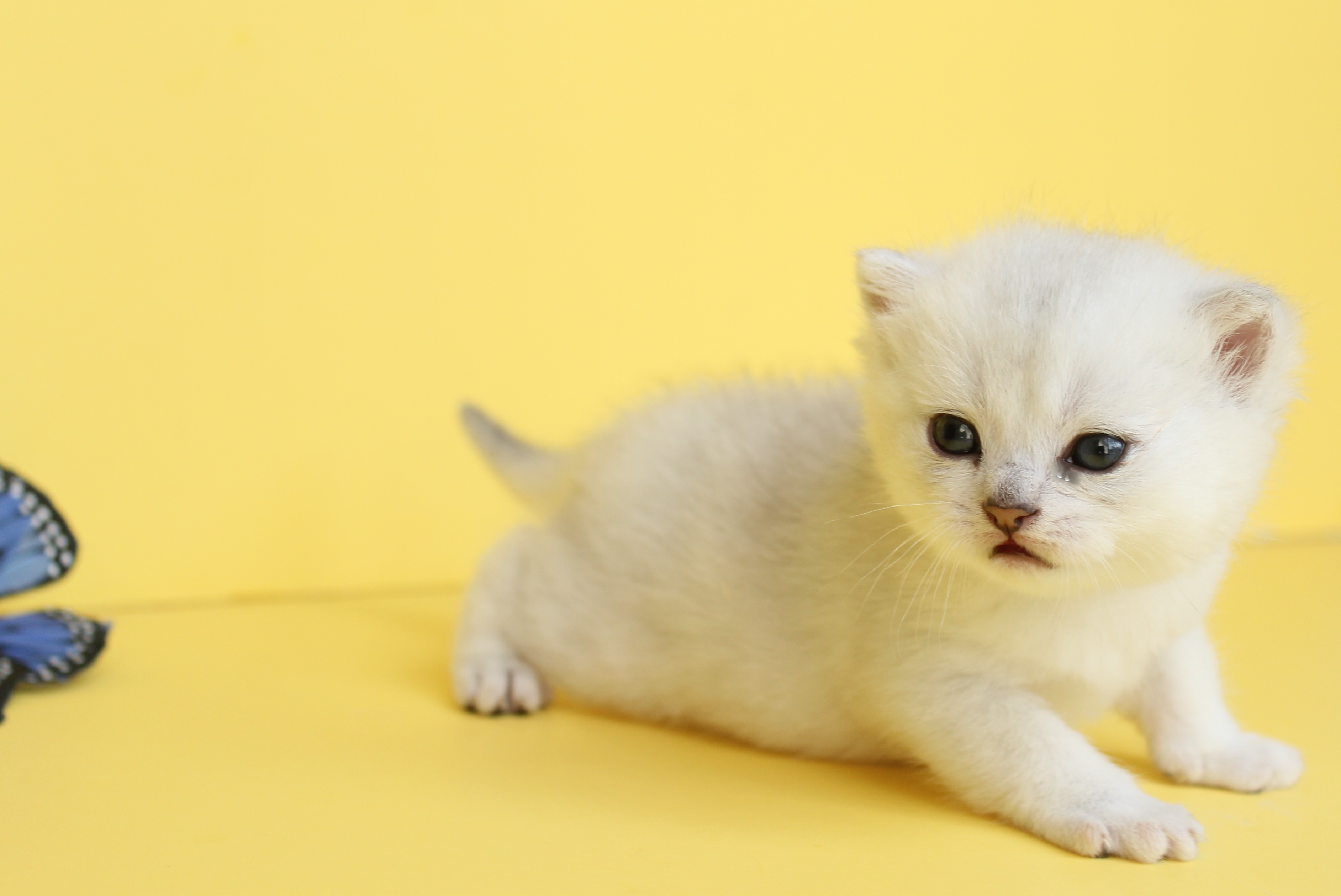 British Shorthair Feliland Cattery