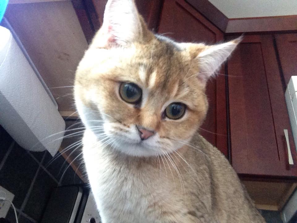 British Shorthair kittens Feliland