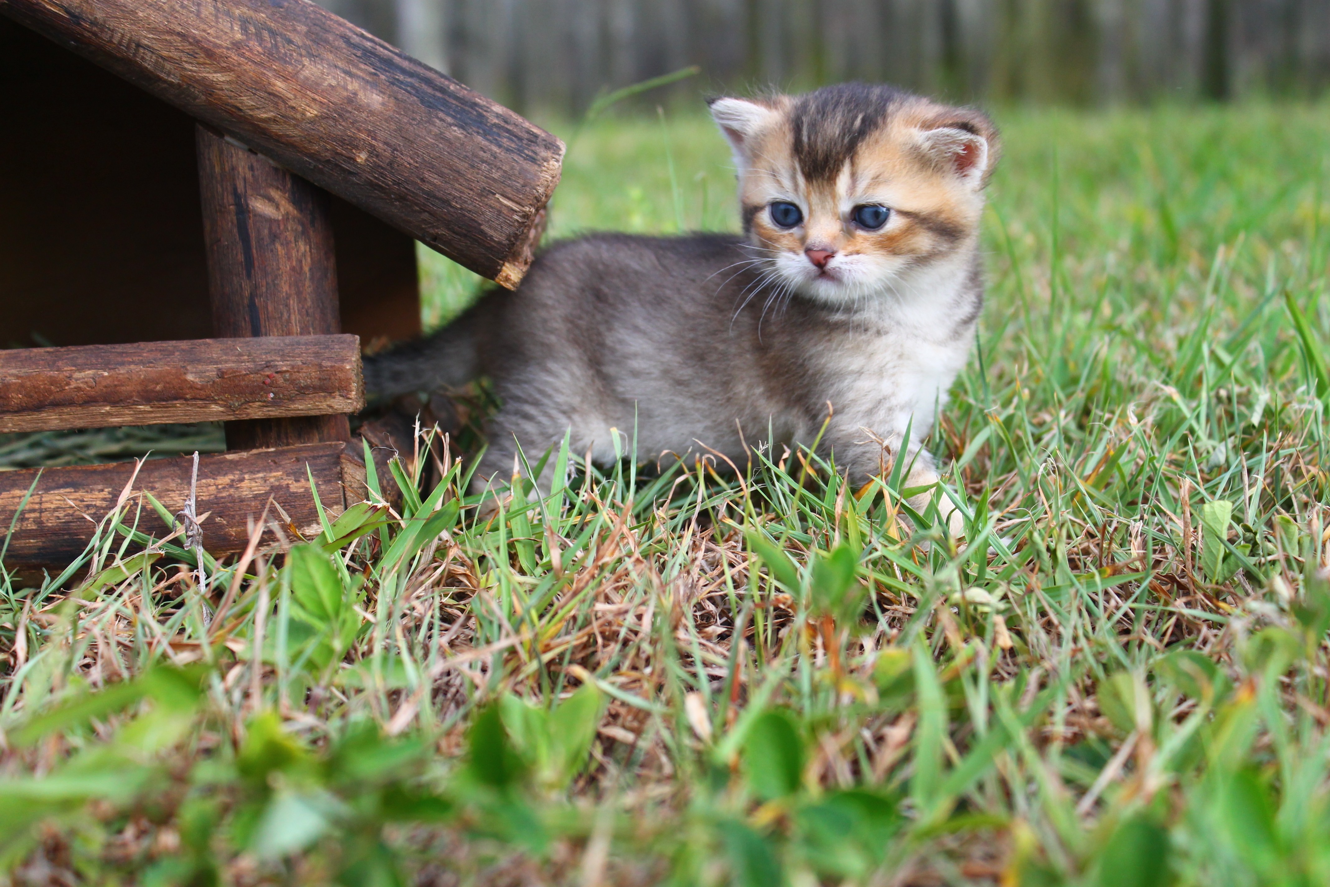 British Shorthair Feliland Cattery