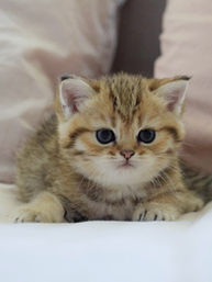 British Shorthair kittens 