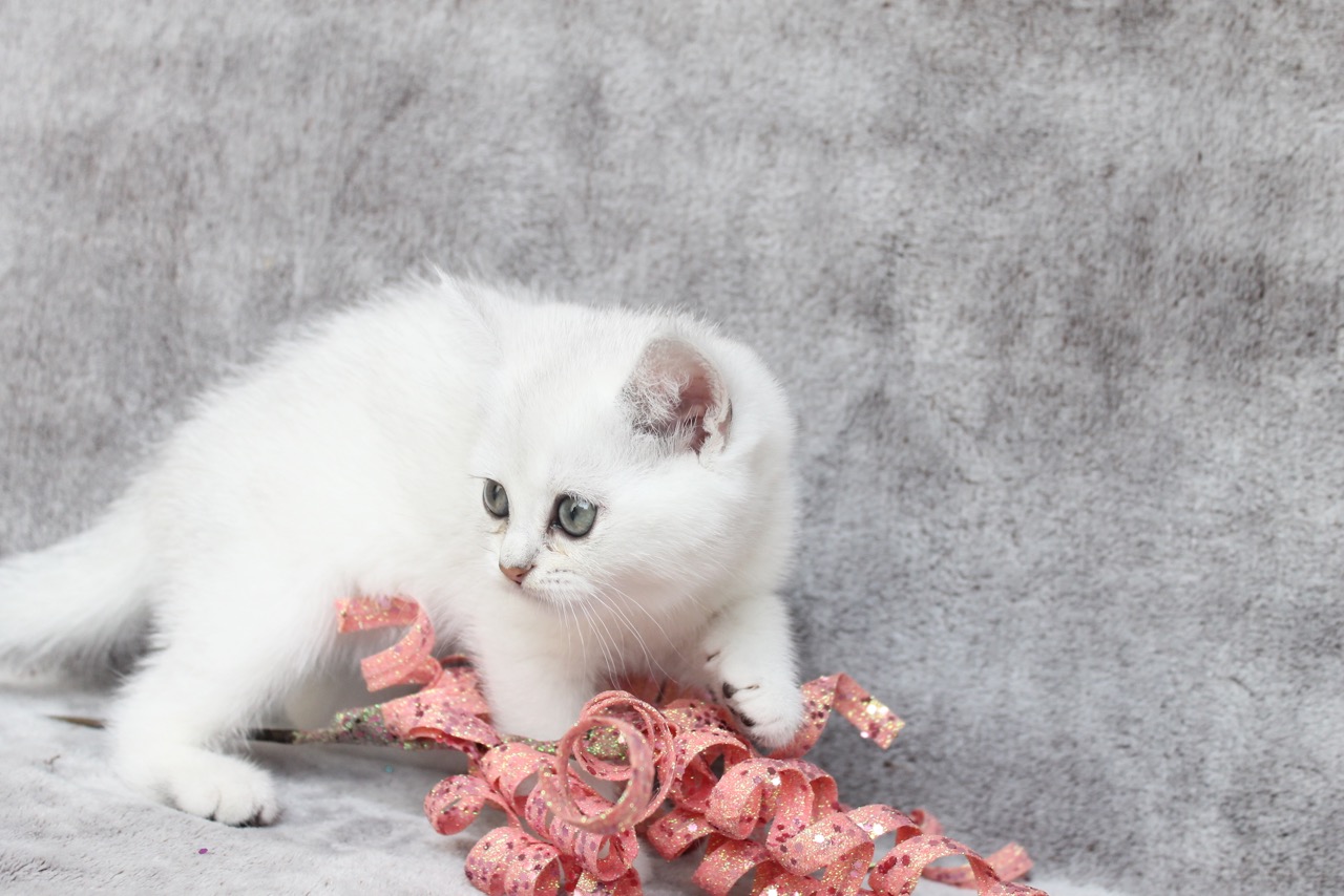 British Shorthair Feliland Cattery