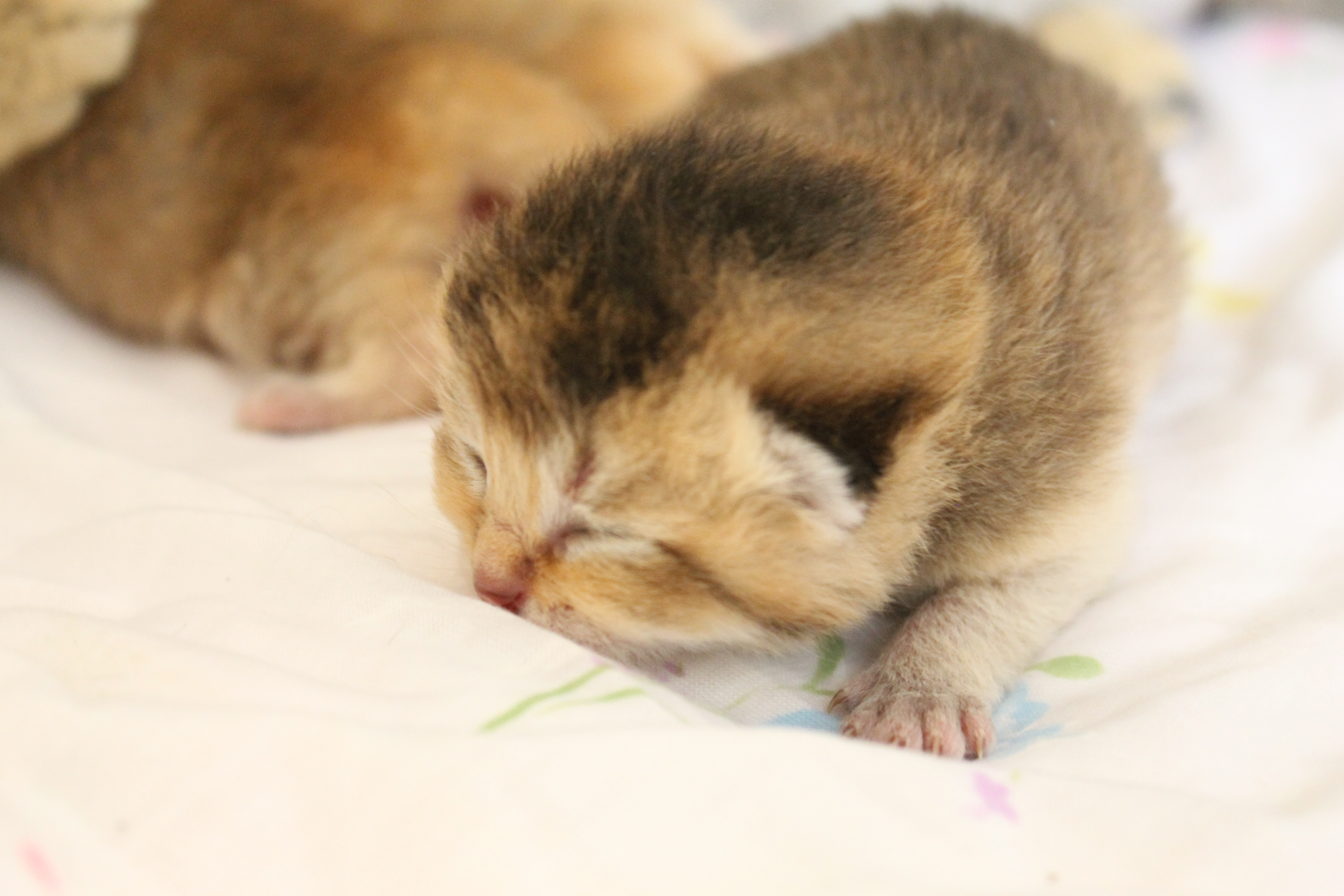 British Shorthair kittens Feliland