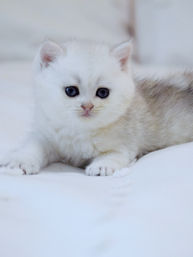 British Shorthair Kittens